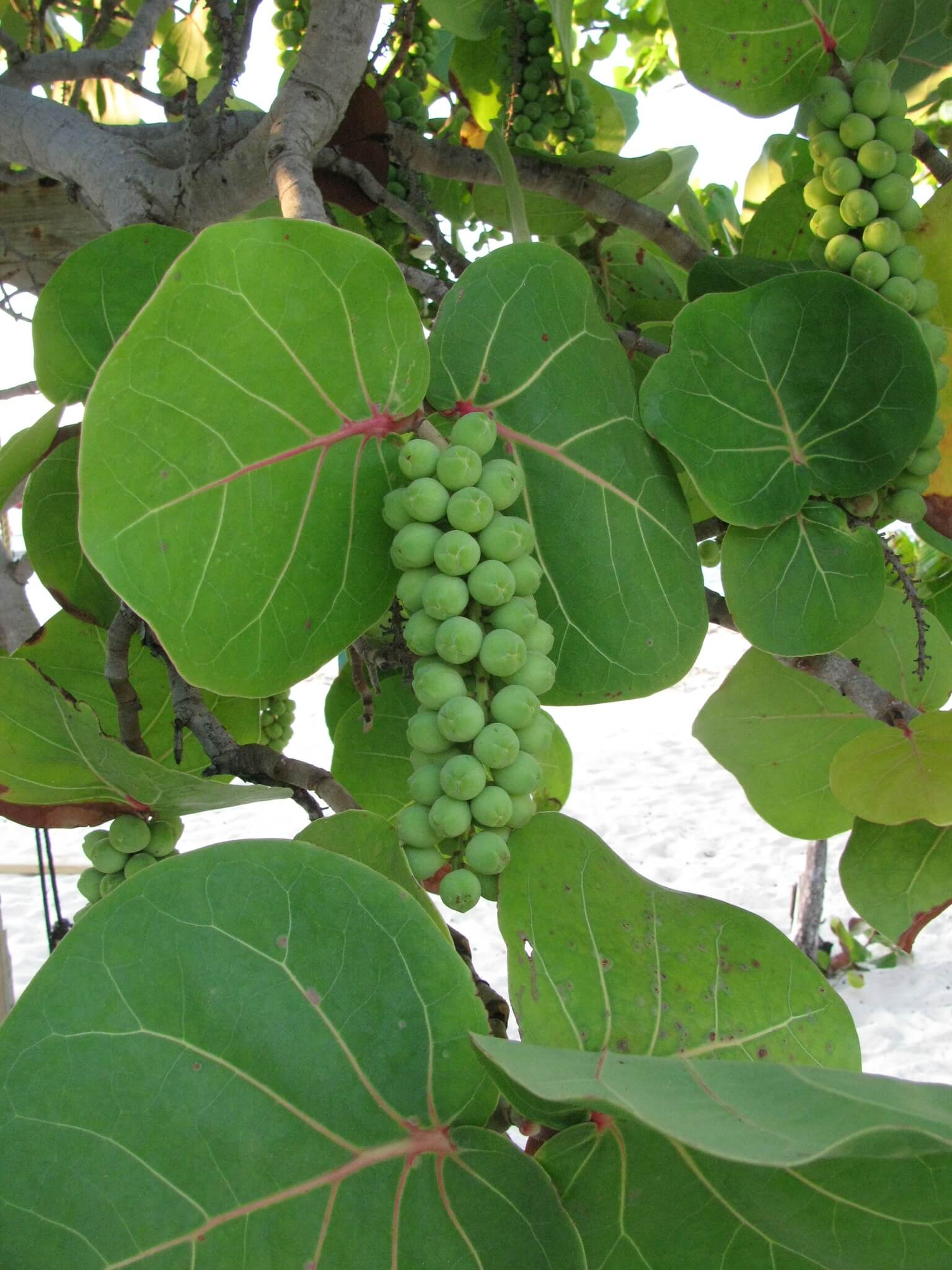 Coccoloba uvifera